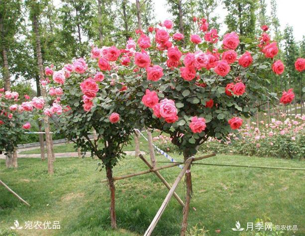 树桩盆景温室内养护管理技术(图1)