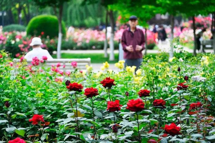 天津月季文化(图3)
