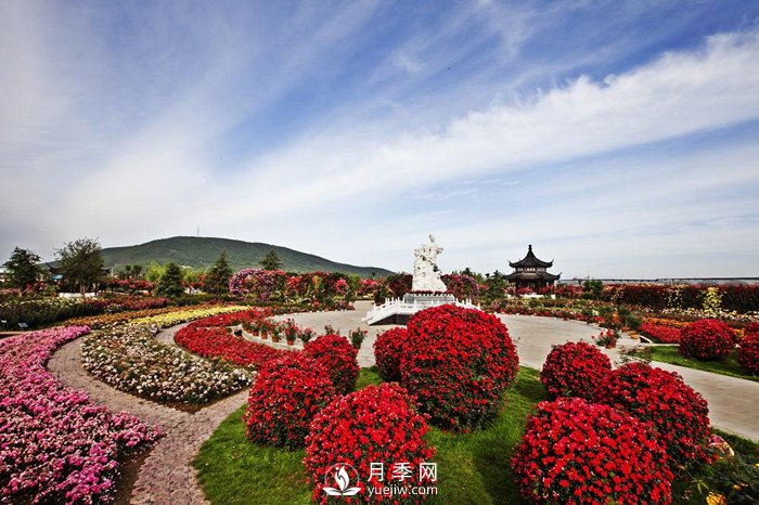 南阳顺应环境打造月季产业(图1) 南阳顺应环境打造月季产业(图1)