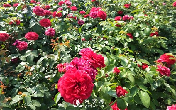 南阳月季产业6大发展优势(图2)