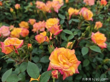 江南梅雨季节月季黑斑病的表现和防治办法