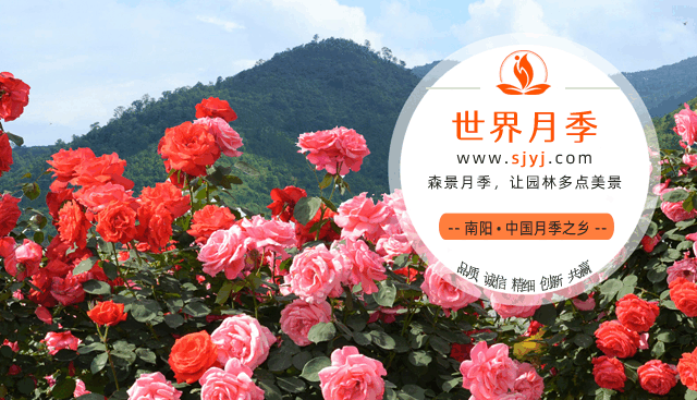 关于月季网(图1) 关于月季网(图1)