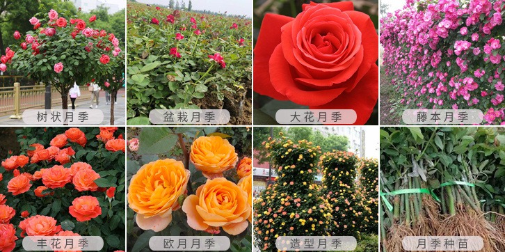 月季网，让园林多点美景(图1)