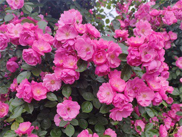 园林苗木防治技术操作