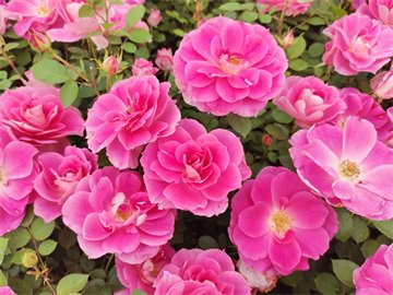 冬季室内养花要注意什么？冬季室内养花三大防护要点