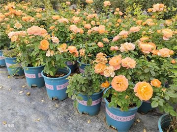 合欢树种植前景与市场价值解析