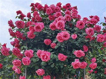 月季冬季修剪开花多