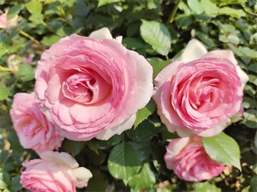 养花怎么改变土壤的酸碱性