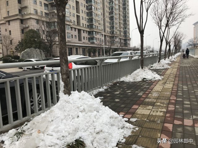 12月份园林养护尾声，如何做才能让苗木来年长得好(图3)