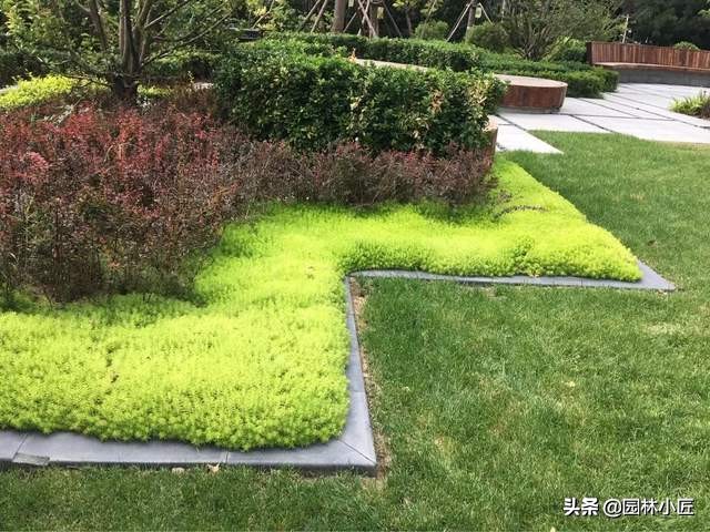 金叶佛甲草在园林景观中的应用(图2)