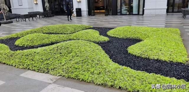 金叶佛甲草在园林景观中的应用(图1)