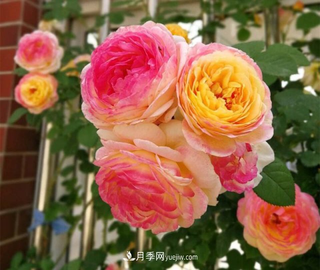 月季好看不好养?选对品种是关键,这15个品种抗性好长得快(图5) 月季好看不好养?选对15个月季品种抗性好长得快(图5)