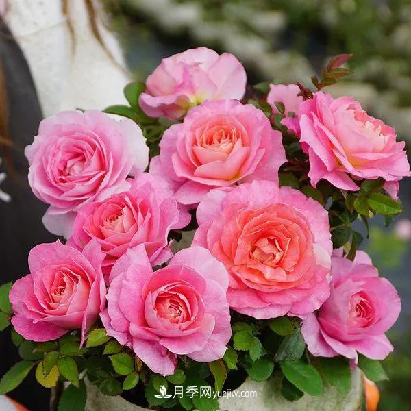 月季好看不好养?选对品种是关键,这15个品种抗性好长得快(图11) 月季好看不好养?选对15个月季品种抗性好长得快(图11)