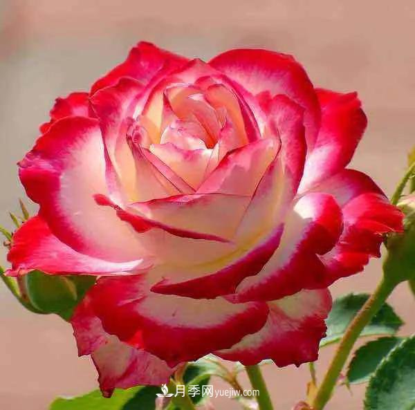 月季好看不好养?选对品种是关键,这15个品种抗性好长得快(图9) 月季好看不好养?选对15个月季品种抗性好长得快(图9)