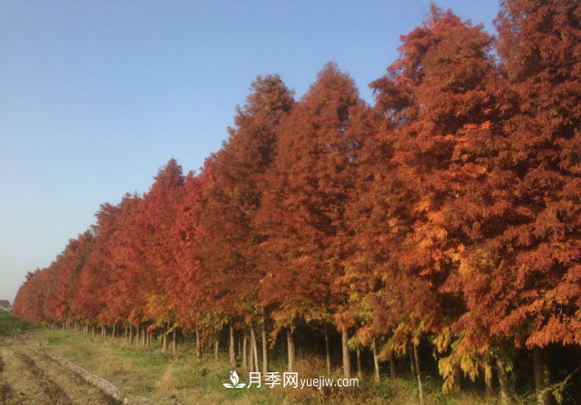 十大推介树种出炉，或是2020年最后一波苗木商机(图3)