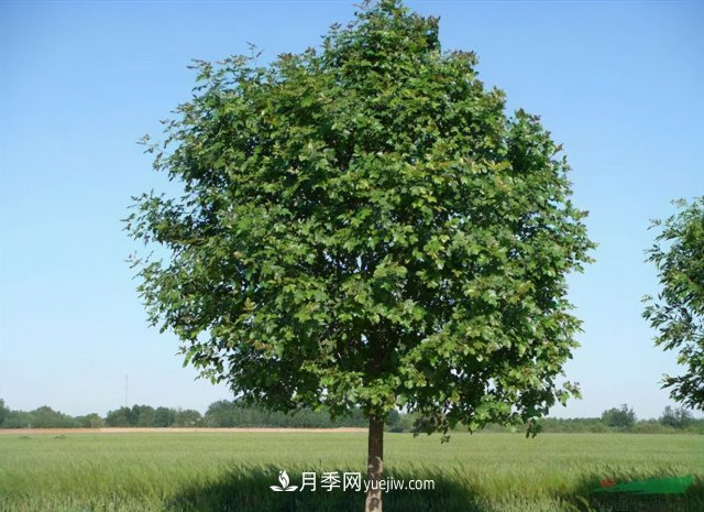 十大推介树种出炉，或是2020年最后一波苗木商机(图4)