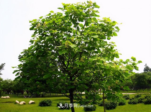 十大推介树种出炉，或是2020年最后一波苗木商机(图1)