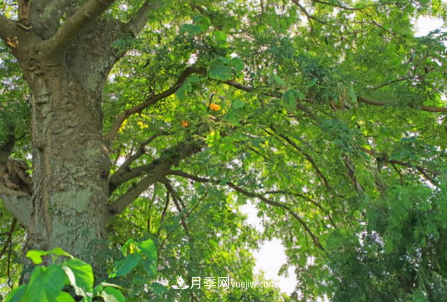 十大推介树种出炉，或是2020年最后一波苗木商机(图2)