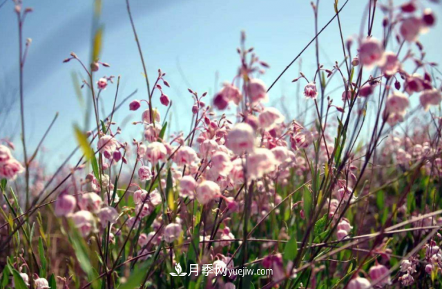 十大推介树种出炉，或是2020年最后一波苗木商机(图10)