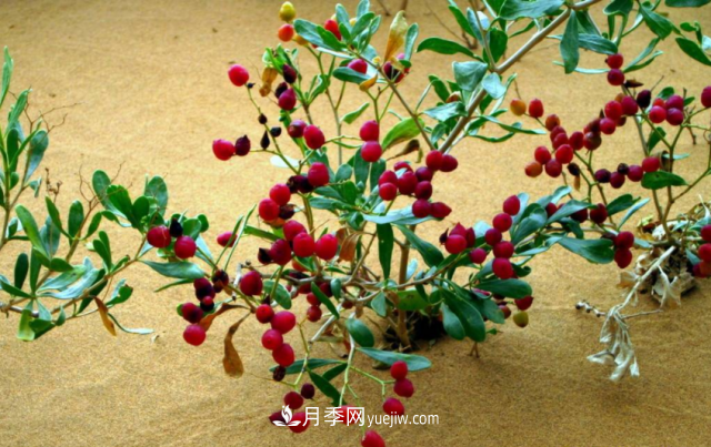 十大推介树种出炉，或是2020年最后一波苗木商机(图7)