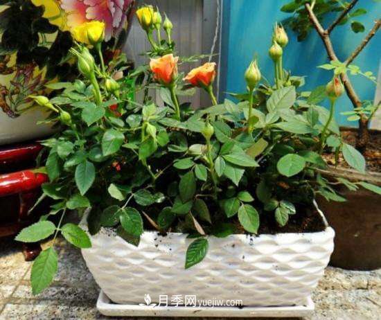 月季被称为花中皇后！摸清修剪的最佳时机，四季常开(图2)