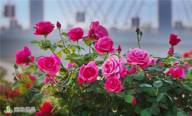 月季助推南阳花卉产业大发展(图2) 月季助推南阳花卉产业大发展(图2)