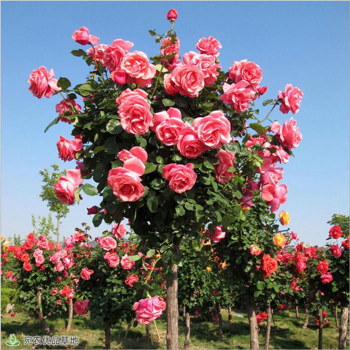 月季助推南阳花卉产业大发展(图1) 月季助推南阳花卉产业大发展(图1)