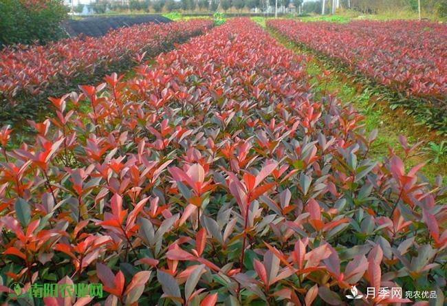 南阳苗木市场打开新局面,未来3类苗木引关注(图2) 南阳苗木市场打开新局面,未来3类苗木引关注(图2)