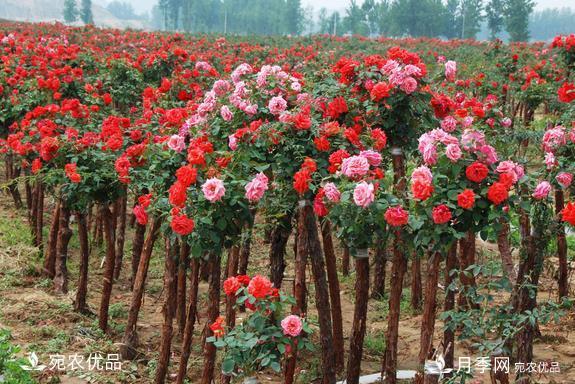 1、3、6公分南阳树状月季多少钱一棵？树状月季价格表！(图3)
