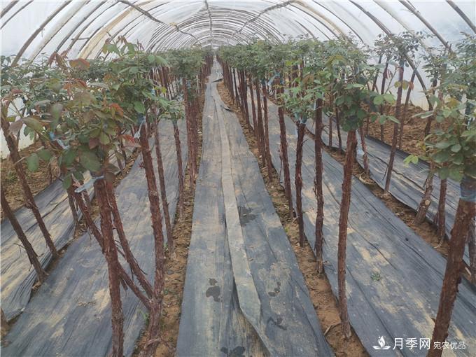 南阳2公分月季树价格45元,树状月季产地价格表(图5) 南阳2公分月季树价格45元,树状月季产地价格表(图5)