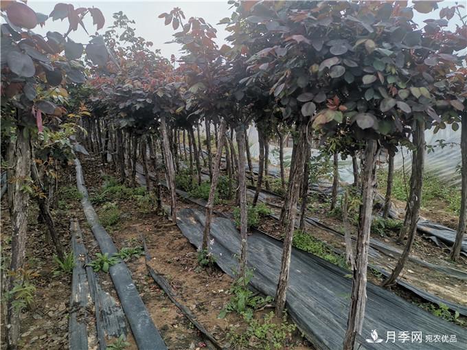 南阳2公分月季树价格45元,树状月季产地价格表(图4) 南阳2公分月季树价格45元,树状月季产地价格表(图4)