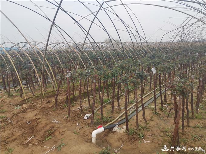 南阳2公分月季树价格45元,树状月季产地价格表(图3) 南阳2公分月季树价格45元,树状月季产地价格表(图3)