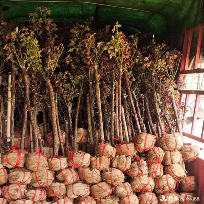 南阳2公分月季树价格45元,树状月季产地价格表(图2) 南阳2公分月季树价格45元,树状月季产地价格表(图2)