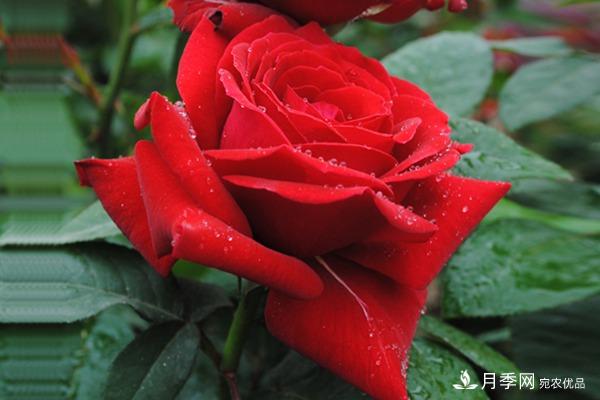 时光有序，月季无痕(图2)