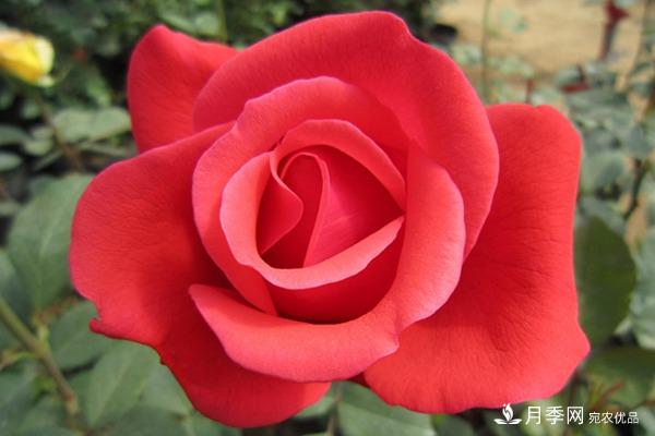 月季知识介绍，月季百科(图2)
