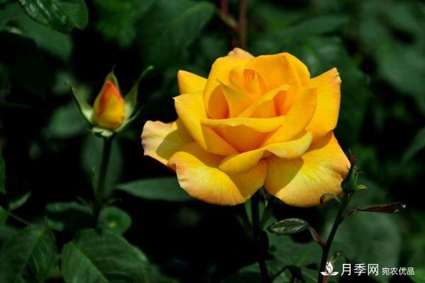 月季有哪些常见的病虫害？月季网告诉你(图1)