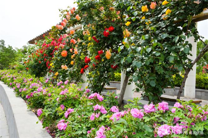 2016年郑州市第二十二届月季花展(图4)