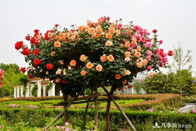 2016年郑州市第二十二届月季花展(图3)