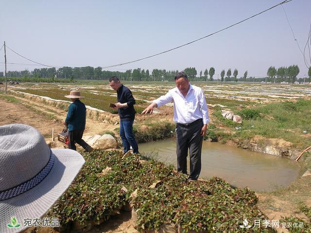 四季花开美名扬——访南阳“月季大师”苏金朋、苏玉果父子(图3)