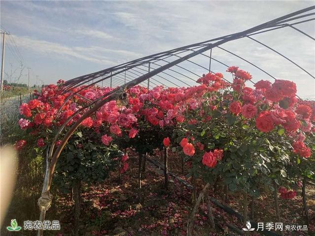 万亩月季园区 南阳方城博望镇月季花农过上花样生活(图3)