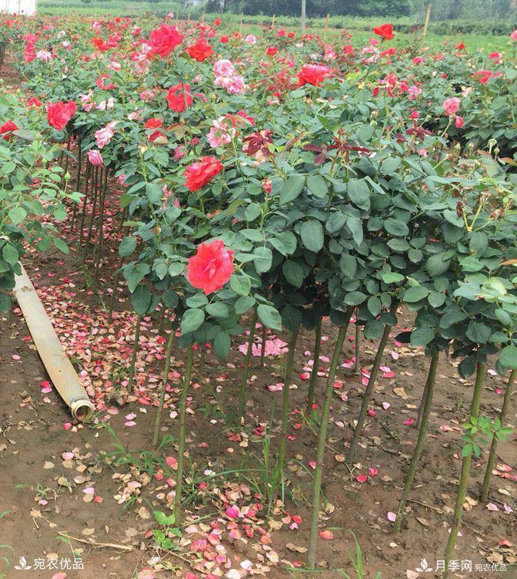 1公分小高杆月季树价格，棒棒糖月季树基地新报价单！(图3)