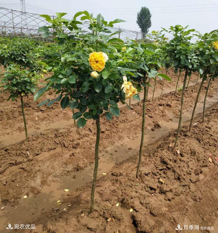 1公分小高杆月季树价格，棒棒糖月季树基地新报价单！(图4)