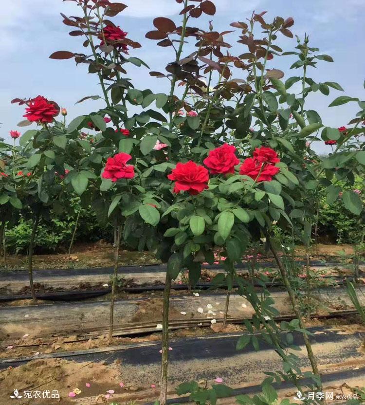 1公分小高杆月季树价格，棒棒糖月季树基地新报价单！(图5)