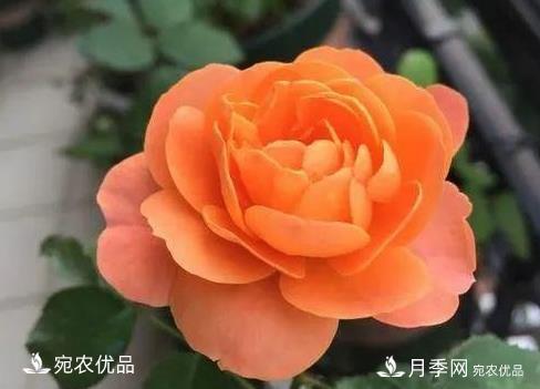 花靓期长量大耐抗性好的月季品种推荐(图5)