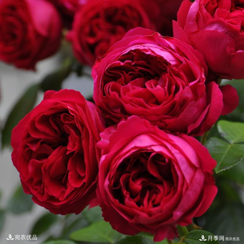 推荐15款超高颜值欧月品种，多季开花缤纷多姿(图8)