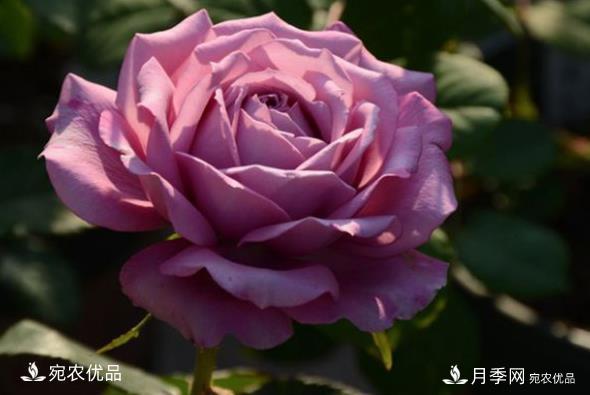 50种经典月季品种全整理,南阳月季花开美爆了!一定要养(图16) 50种经典月季品种全整理,南阳月季花开美爆了!一定要养(图16)