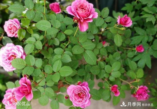 50种经典月季品种全整理,南阳月季花开美爆了!一定要养(图38) 50种经典月季品种全整理,南阳月季花开美爆了!一定要养(图38)