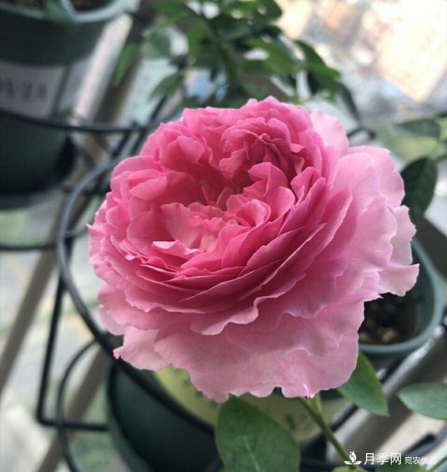 蔷薇杆子同时进行嫁接和高压的3个技术要点(图1)