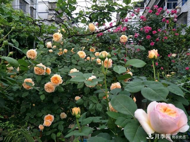 蔷薇杆子同时进行嫁接和高压的3个技术要点(图4)