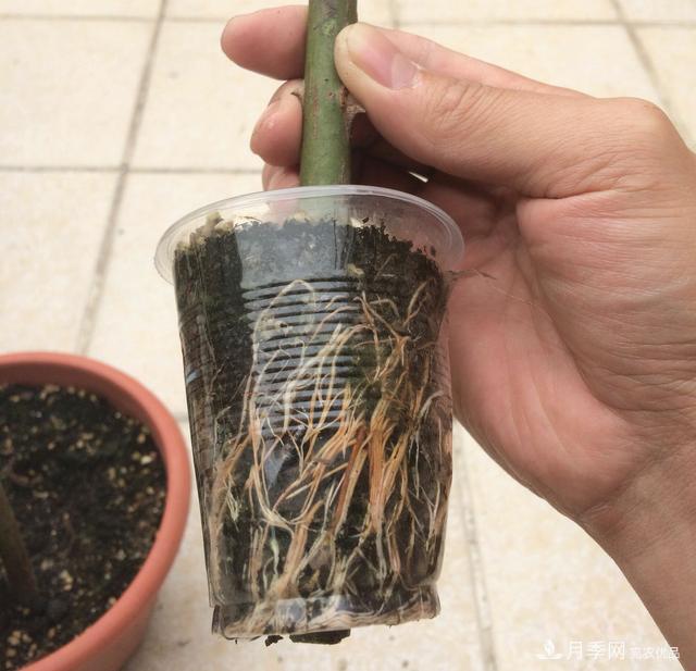 蔷薇杆子同时进行嫁接和高压的3个技术要点(图2)